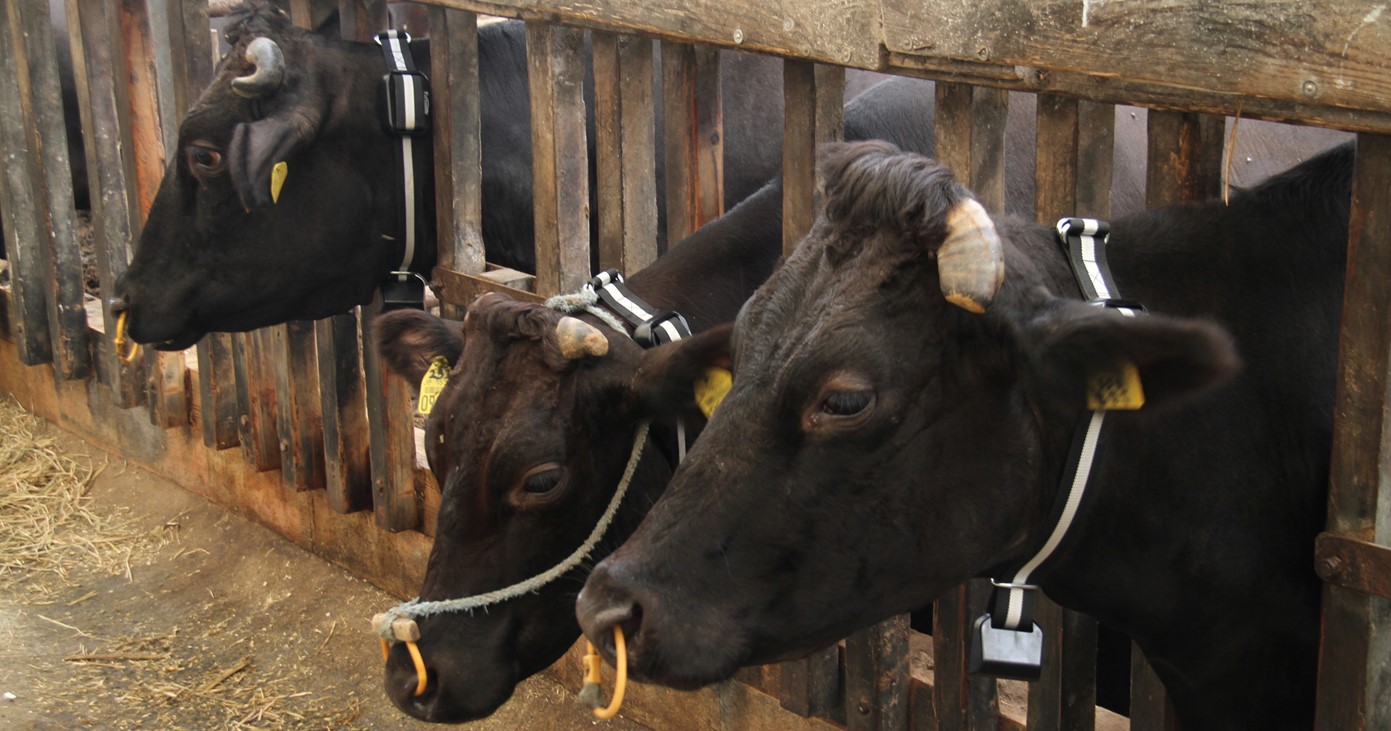 ICTで畜産農家の情報を共有し生産性と所得の向上を図る。